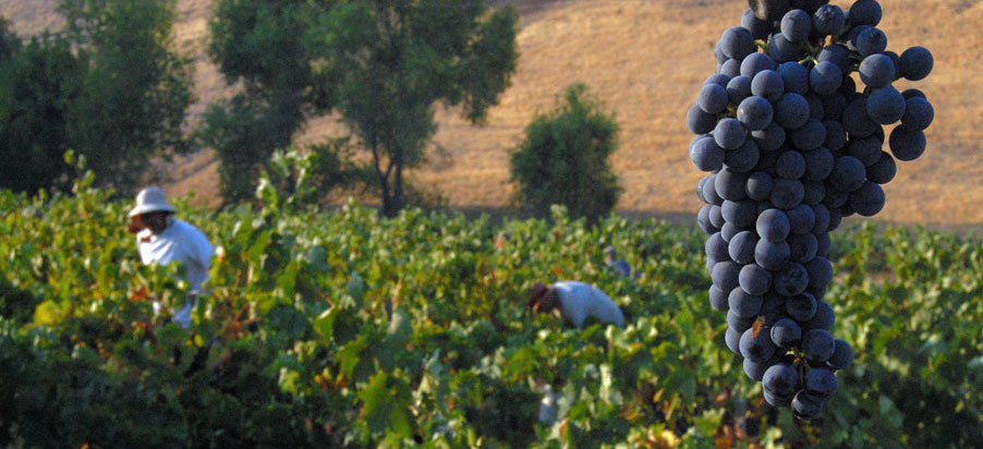 Close-up of a bunch of dark grapes hanging in the foreground, with workers harvesting grapes in a vineyard under a sunny, rural landscape in the background.